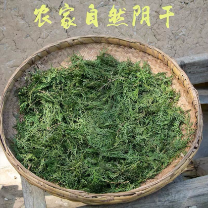 侧柏叶实物图片