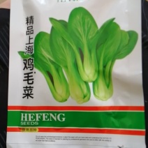 鸡毛菜叶片绿色椭圆叶面平滑生育期18一一20天。