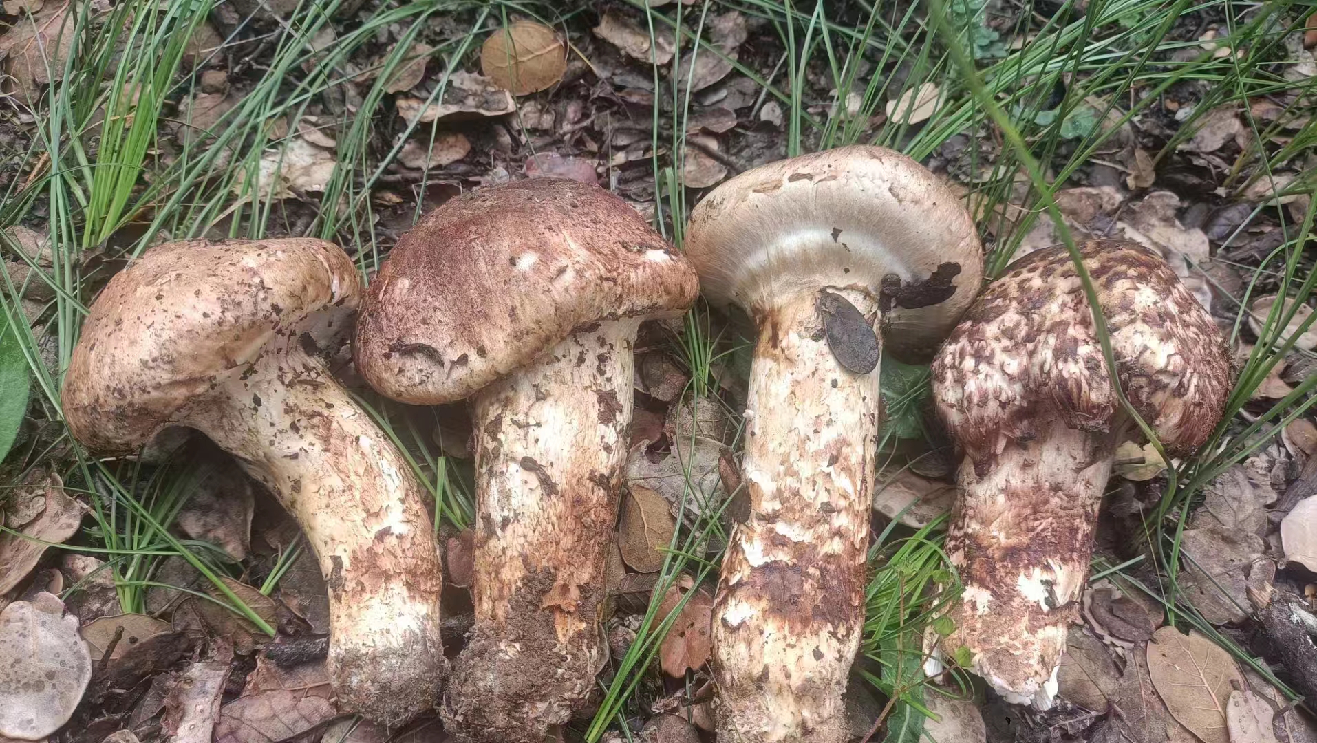 松茸野生生长环境实景