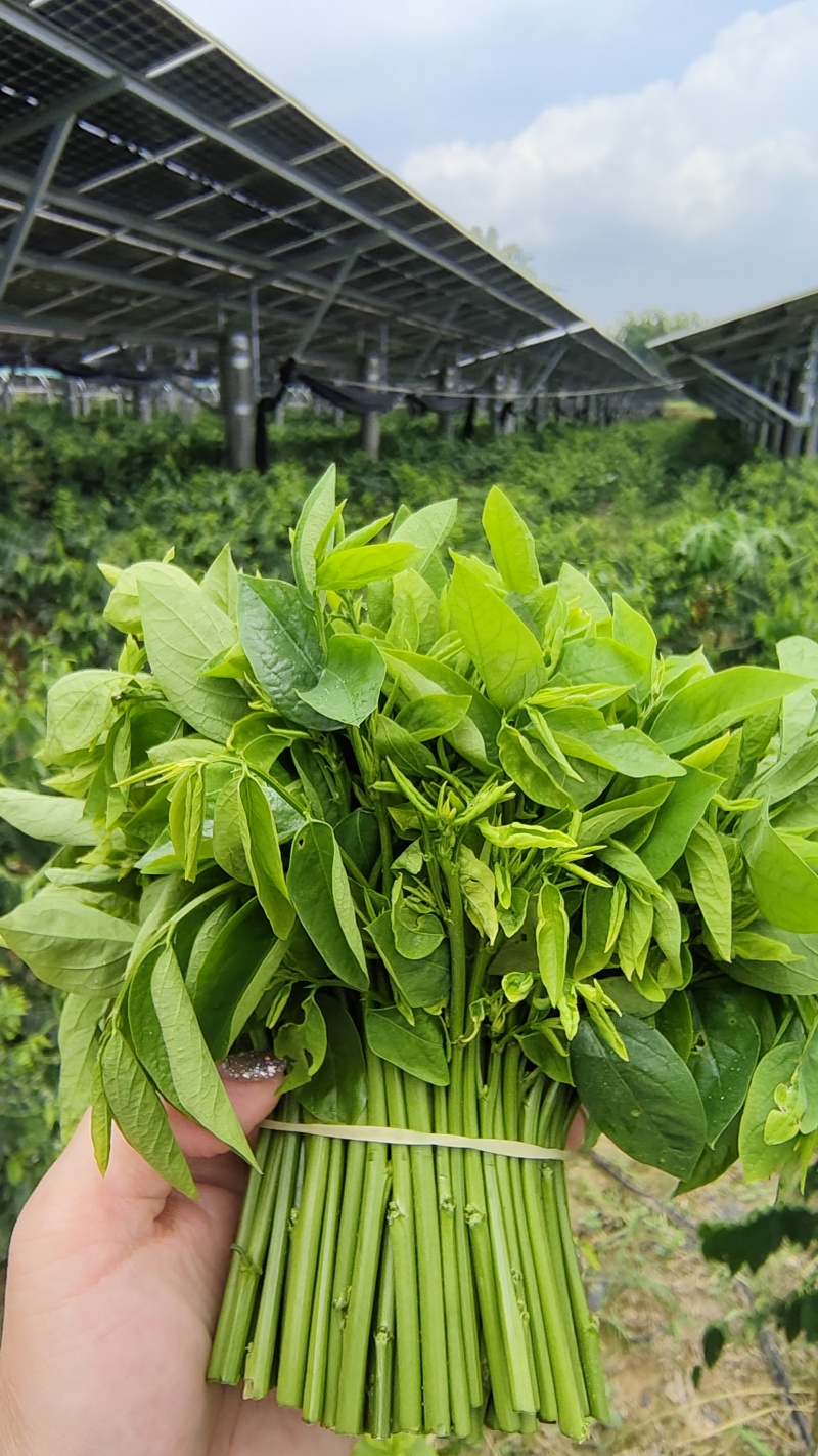 树仔菜天绿香菜益肝菜泰国枸杞酒店精品野菜