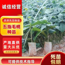 广西优质五指毛桃杯苗，一手货源，品质保证，产地直发