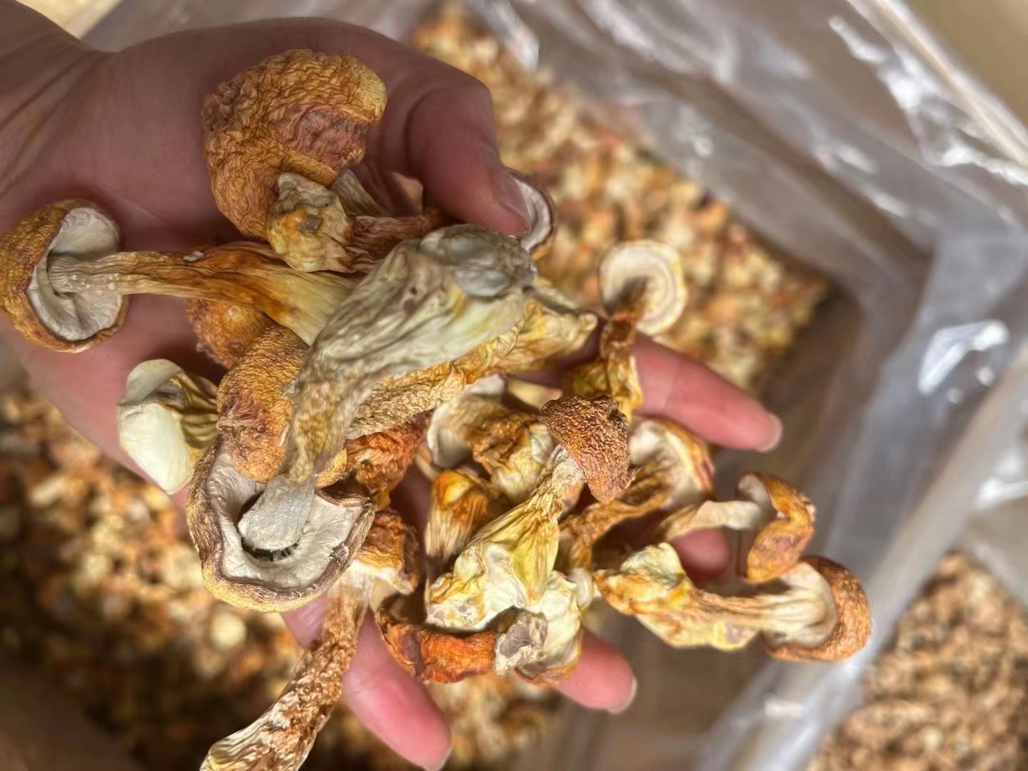 姬松茸的特写图片