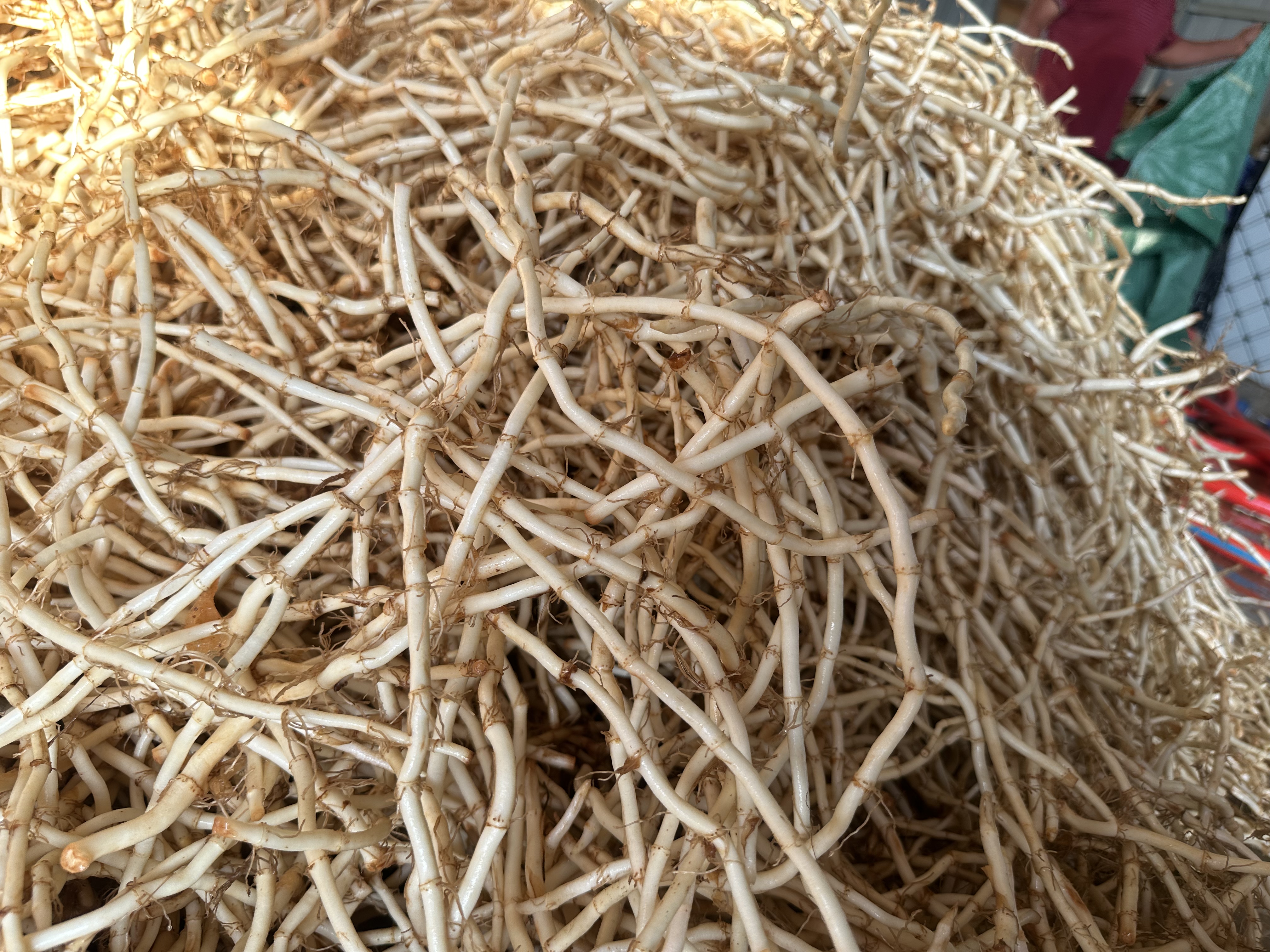 鱼腥草根部特写与对比图示