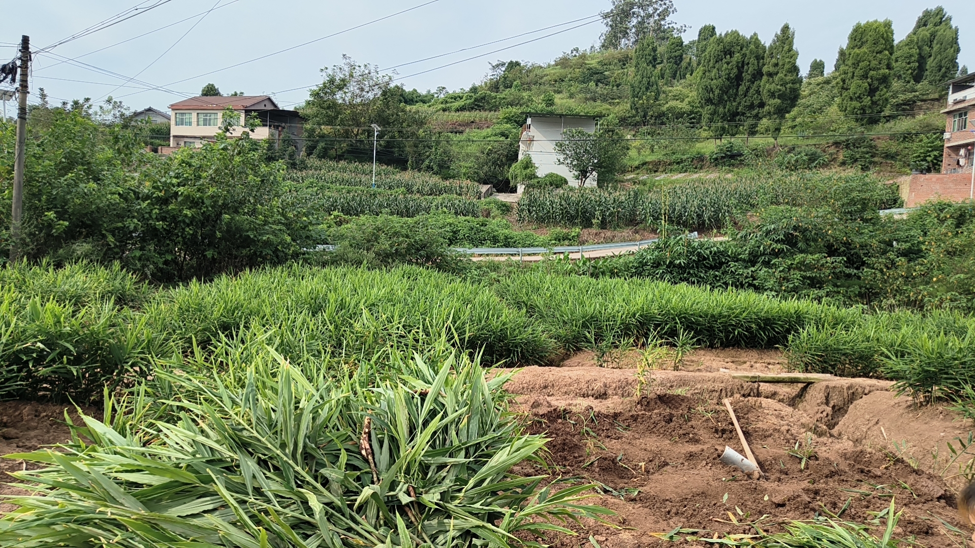 一位慈祥的老人手持老姜的图片