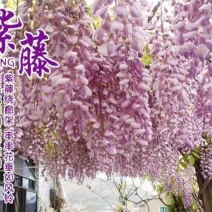 紫藤种子爬藤攀爬藤蔓植物朱藤招藤豆藤紫藤萝多花紫藤紫藤花