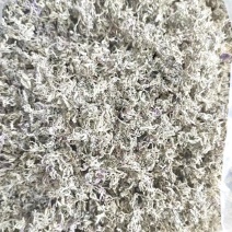 滕茶