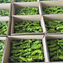 陕西榆林定边白泥鲜辣椒\皱皮椒\大量上市