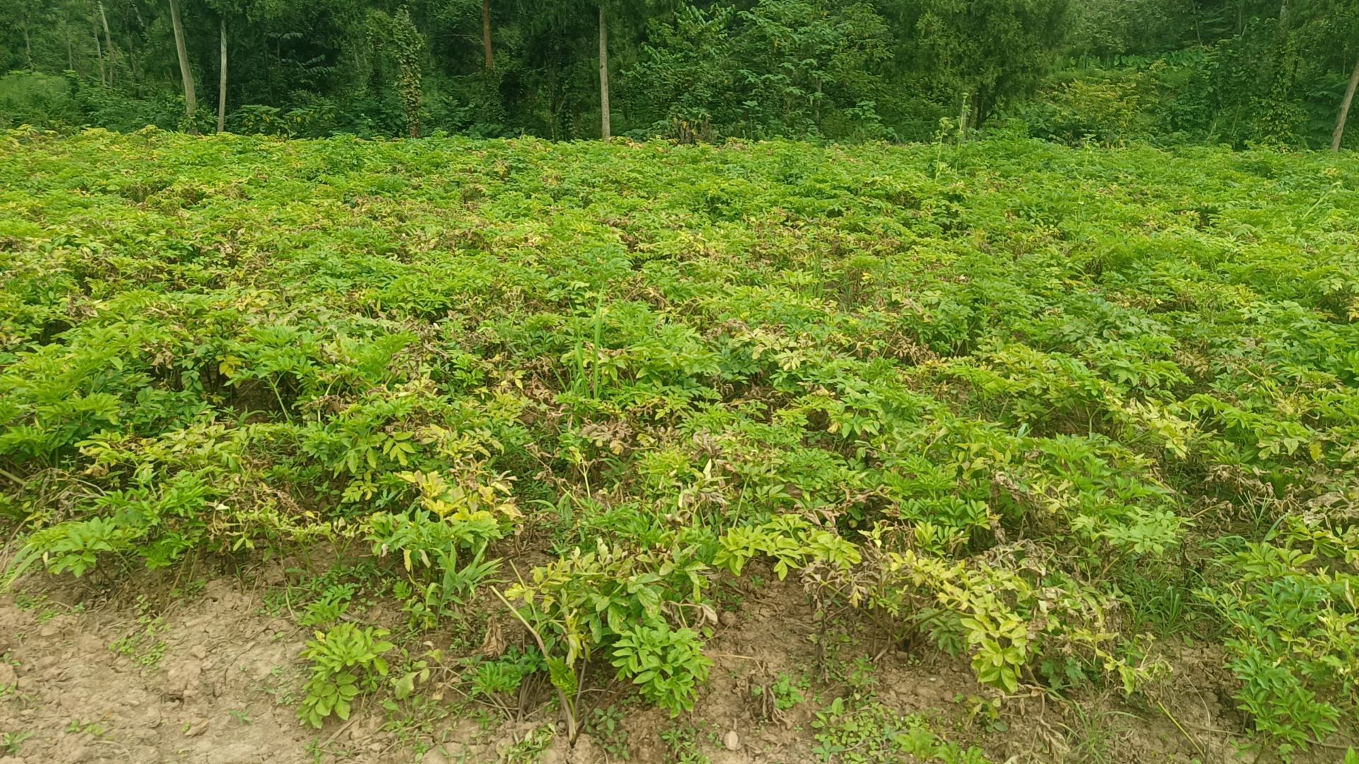 一片广阔的白芷种植田,位于四川丘陵地带,春季开花期,整齐排列的绿色植株随风摇曳,远处有农人劳作的身影,背景为浅山环绕,土地呈深褐色,适合白芷生长 川白芷种植基地航拍图