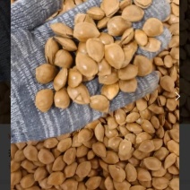 杏核优1，今年现货，脱皮干货