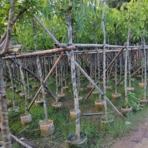 黄花腊肠树基地直发大小规格齐全品质优质欢迎老板来电洽谈