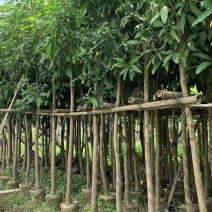 芒果绿化树基地直发大小规格齐全品质优质欢迎老板来电洽谈
