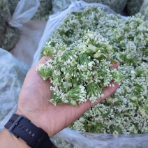 韭花，韭菜花，韭花大量上市中，诚信经营，