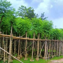 光杆骨架蓝花楹5～15公分产地直发规格齐全质量保证