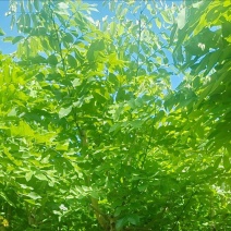 黄花腊肠树5～15公分产地直发规格齐全质量保证
