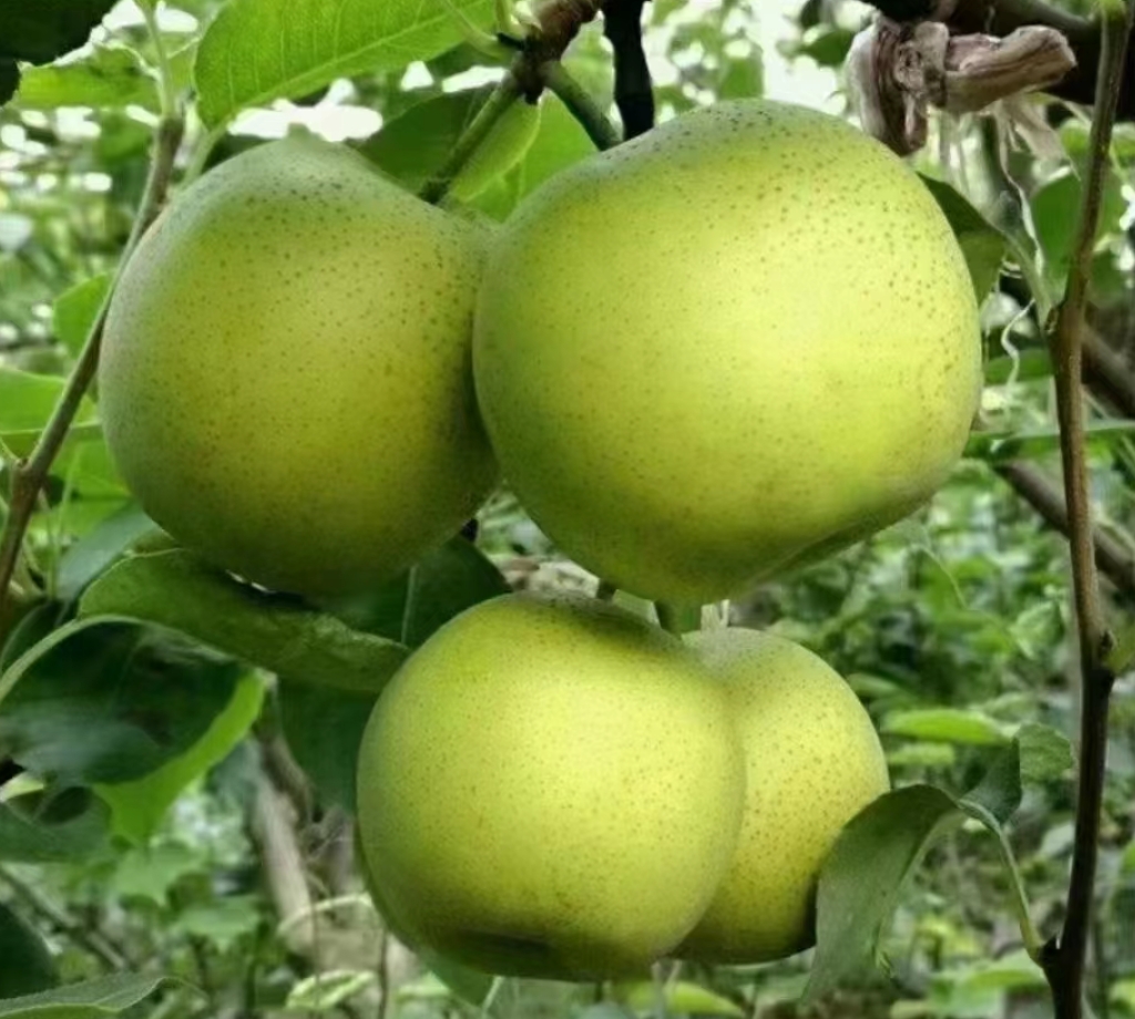 河北赵县皇冠梨标准化种植基地航拍图，呈现整齐划一的Y形棚架栽培模式，行距4m、株距2m，树体负载均匀，果实套袋率达98%，远处可见现代化分选包装车间