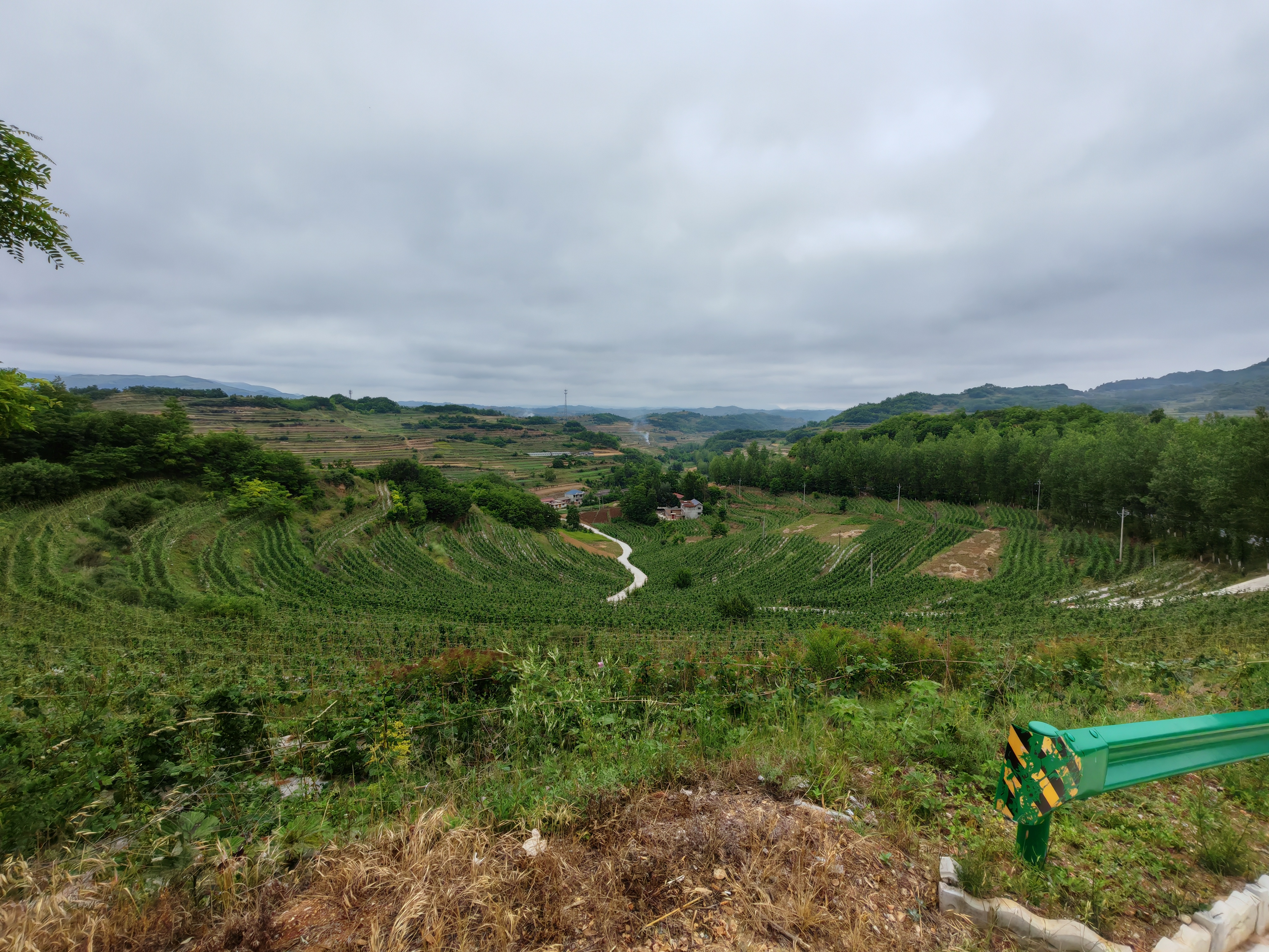八角金盘小苗种植基地实景