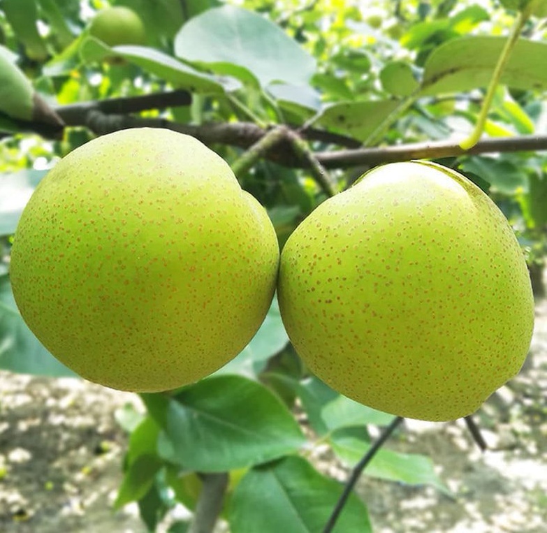 翠冠梨果园丰收景象