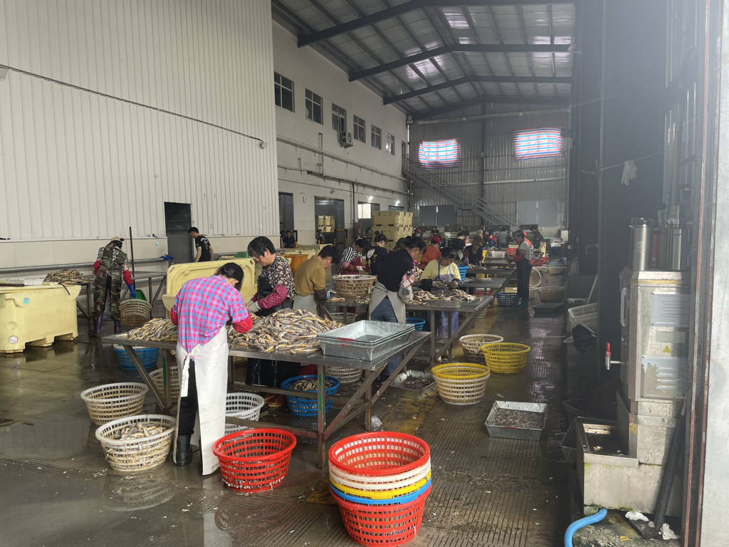 一条完整的带鱼平铺在操作台上,左侧为未处理状态,右侧展示已剖开腹部并清除内脏的状态,刀具置于旁边,背景为渔船甲板环境,体现海上初加工场景 图片描述