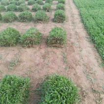 大叶油草卷。。。。。。。。。。。。。。。。。