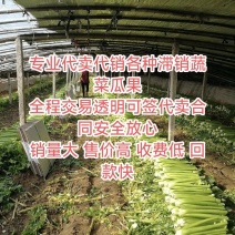 滞销蔬菜瓜果代销代卖欢迎基地农户合作共赢售价高交易透明