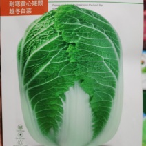 冬小胖寒绿103冬雅85冬宝矮颗越冬黄心白菜种子