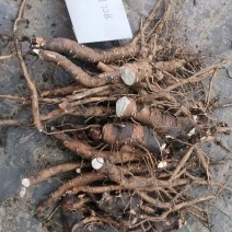 芍药