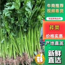 【精品】香芹产地直发欢迎咨询合作大量供应中