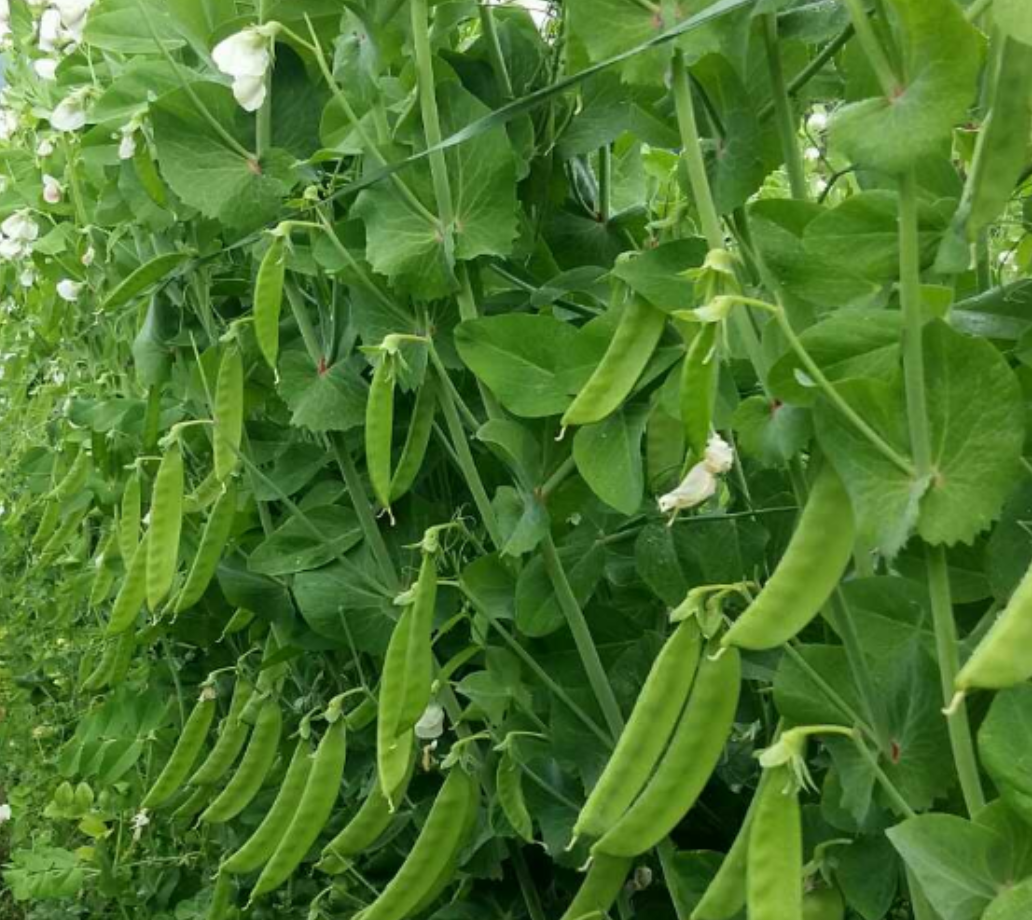 豌豆开花结果图