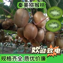 陕西汉中万亩产区秦美猕猴桃大量供货加工厂电商货