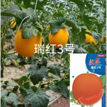 瑞红3号哈密瓜种子正圆形红皮红肉200粒/袋