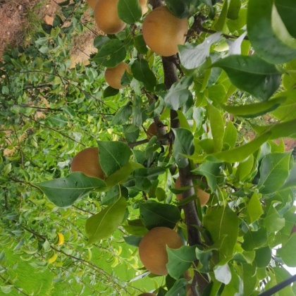 贵州黄花梨产地行情