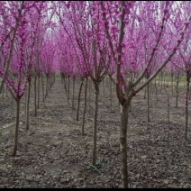 紫荆