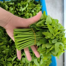 树仔菜