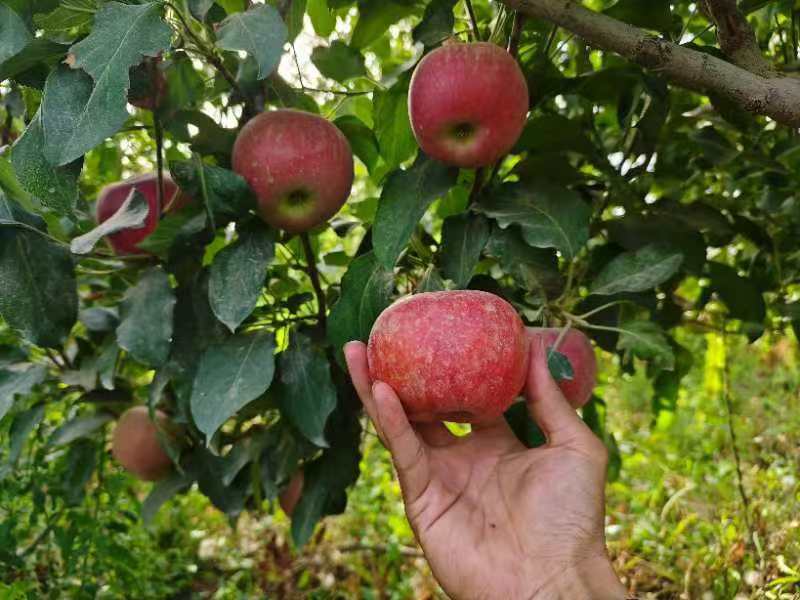 新鲜采摘的嘎啦果与红富士苹果整齐摆放在木质桌面上,左侧为红黄条纹明显的嘎啦果,右侧为深红色圆形富士苹果,背景为果园模糊景象,光线柔和自然 嘎啦果与红富士苹果并排摆放的对比图