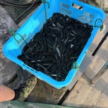 黑鱼苗，本地黑鱼苗