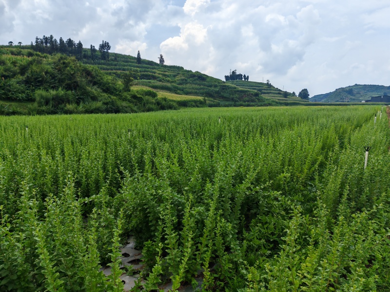 枸杞种大叶枸杞种枝条批发
