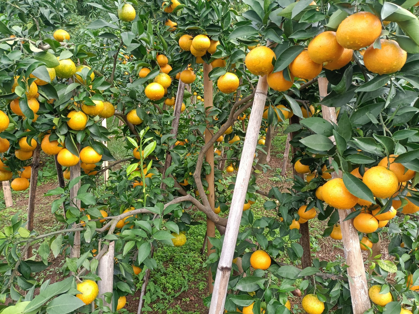 果园中的爱媛橙树