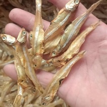 小公鱼长期有货