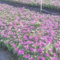 长春花小杯中杯产地直发质量保证欢迎老板来电洽谈合作
