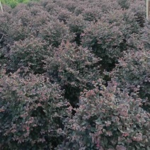 红花继木球50～2米产地直发规格齐全质量保证