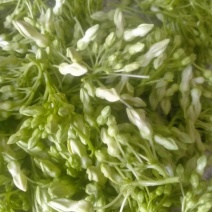 阳春夜香花，野菜