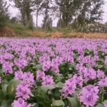 水葫芦，水浮莲