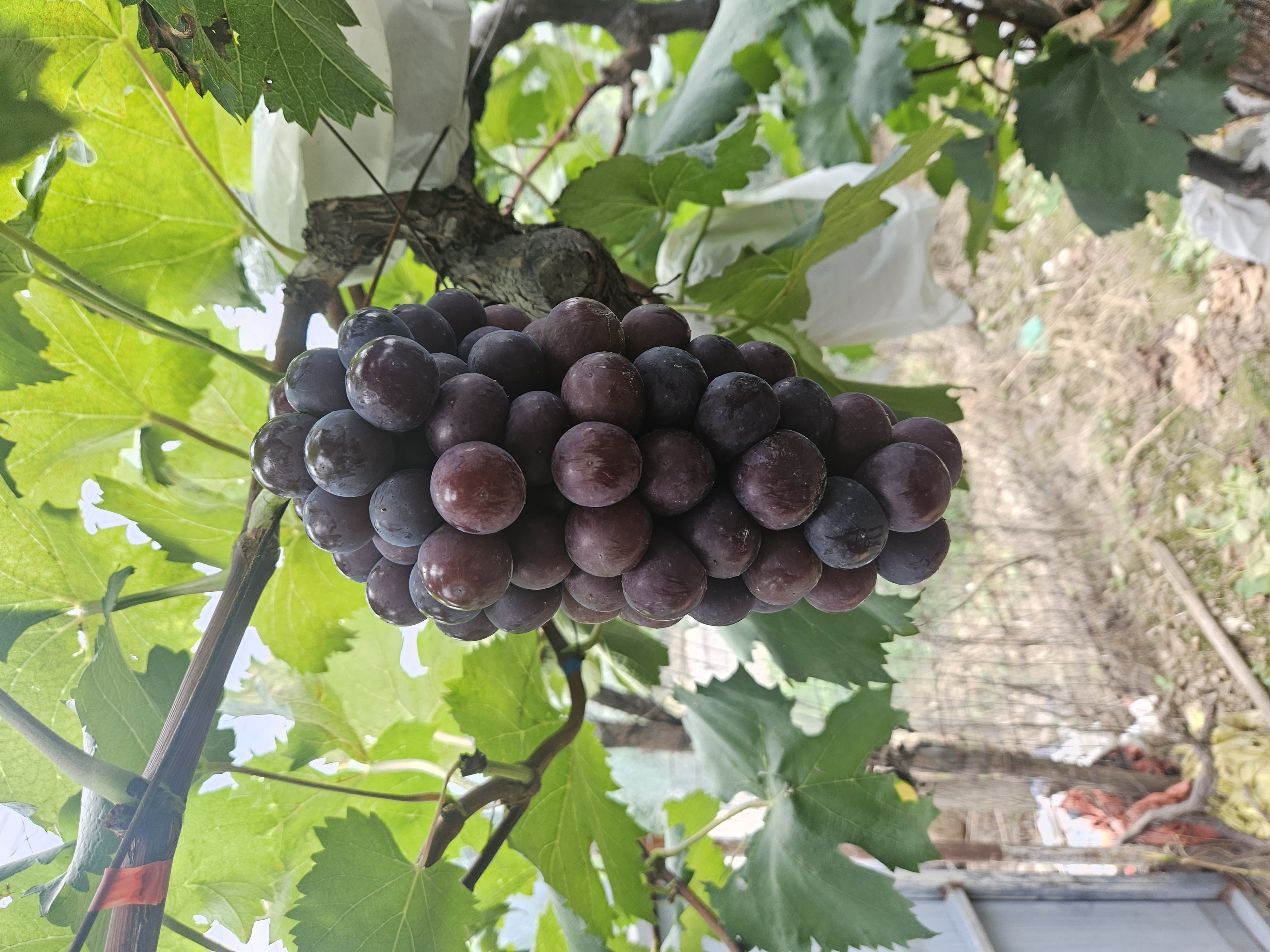 一串成熟的夏黑无籽葡萄悬挂在藤蔓上,果粒饱满紧凑,呈深紫黑色,表面覆盖均匀果粉,背景为阳光透过叶片形成的光影,展现果园真实生长环境 夏黑无籽葡萄特写
