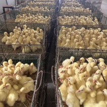 出售泰州杂交鹅苗，防疫到位，物美价廉