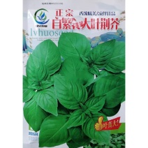 大叶荆芥种子香浓味美耐老化鲜嫩可口抗病