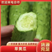 水果黄瓜高山新鲜旱黄瓜产地看货现采现装保质保量