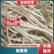 鱼腥草根新鲜鱼腥草根产地看货论价保质保量欢迎订购
