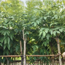 黄花腊肠树4～15公分产地直发规格齐全质量保证