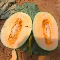 黄25黄金蜜瓜产地大量有货货源充足保质保量