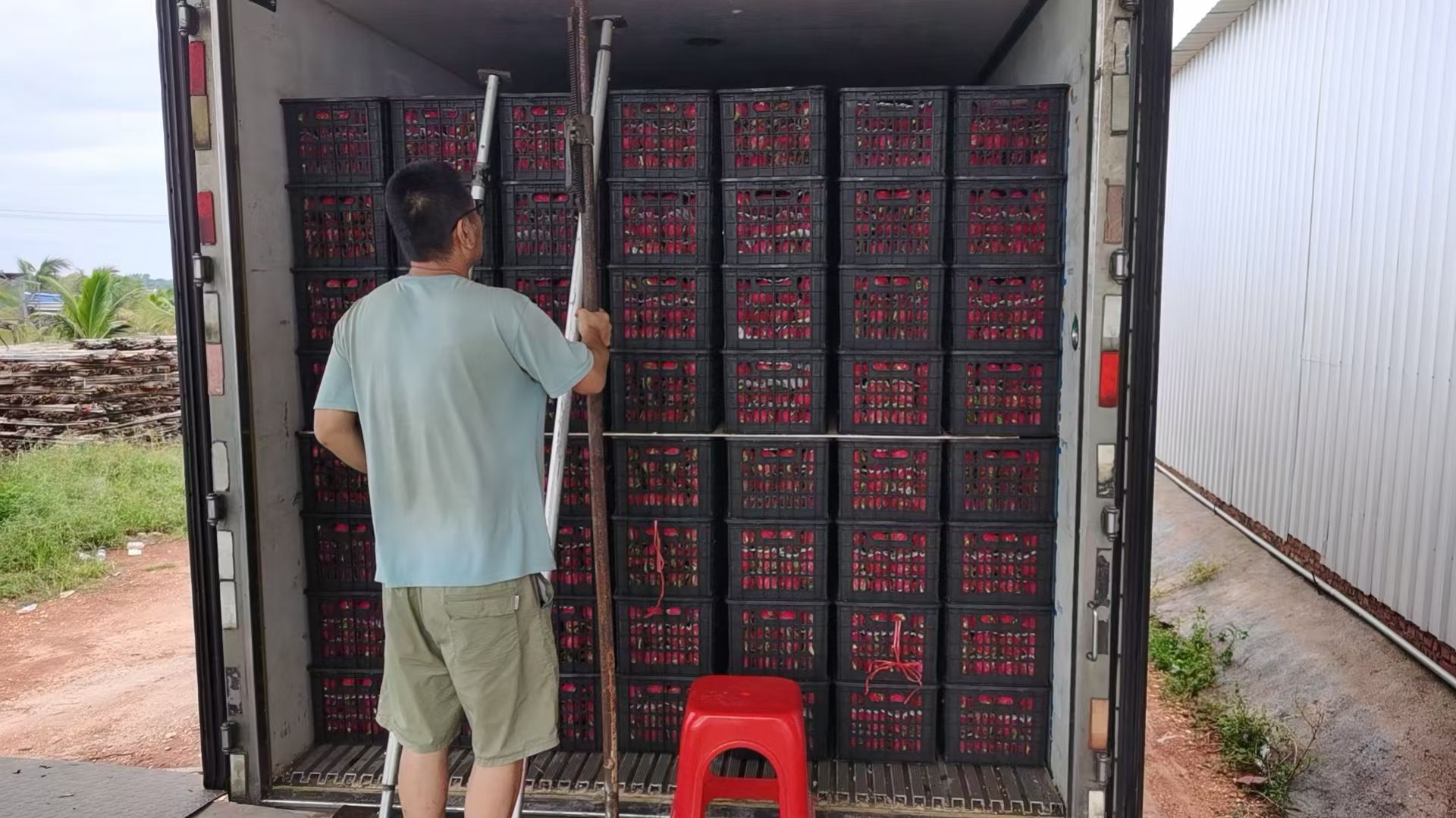 红心火龙果出口装箱现场,工人正在将火龙果进行分拣包装 红心火龙果出口装箱现场